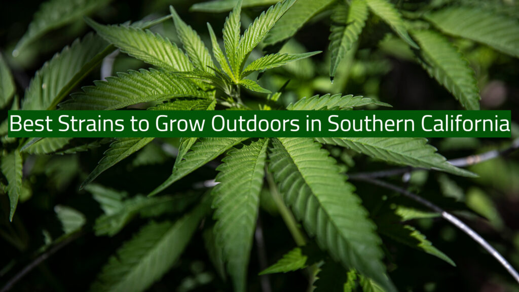 Best Strains to Grow Outdoors in Southern California