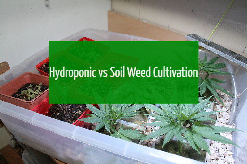 Hydroponic vs Soil Weed Cultivation