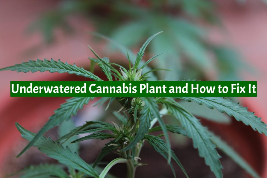 Underwatered Cannabis Plant
