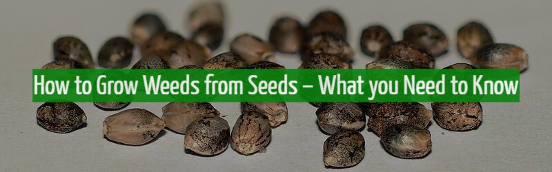 How to Grow Weeds from Seeds
