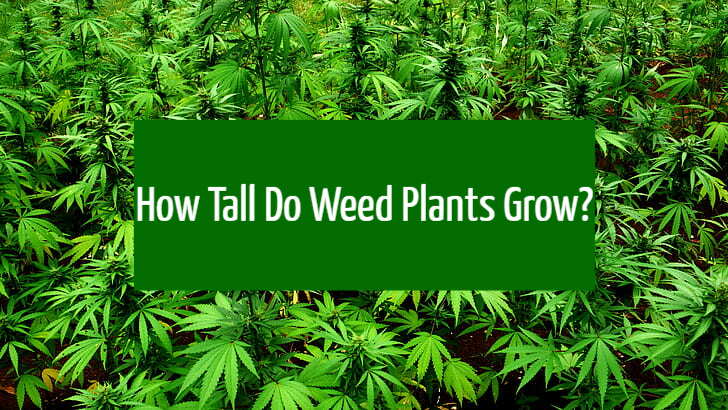 How Tall Do Weed Plants Grow?
