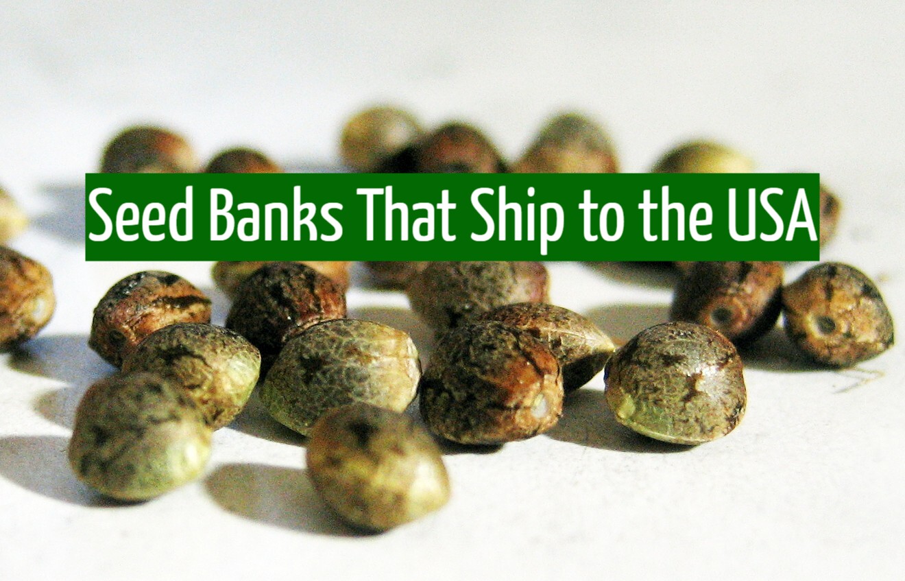 Top 50 Seed Banks That Ship to the USA Rated & Reviewed! JahCool