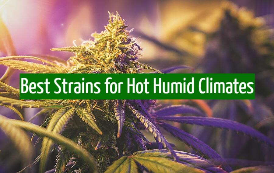 Best Strains for Hot Humid Climates