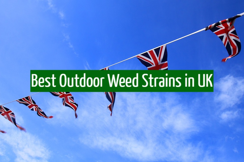Best Outdoor Weed Strains in UK
