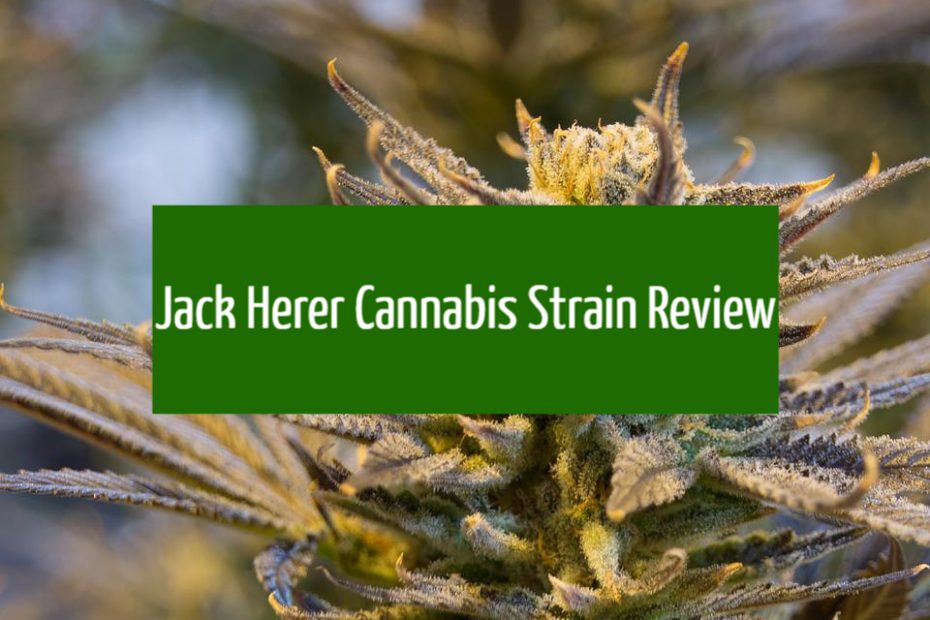 Jack Herer Cannabis Strain Review