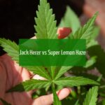 Jack Herer vs Super Lemon Haze