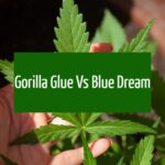 Gorilla Glue Vs Blue Dream