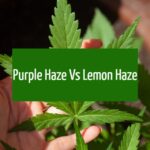 Purple Haze Vs Lemon Haze