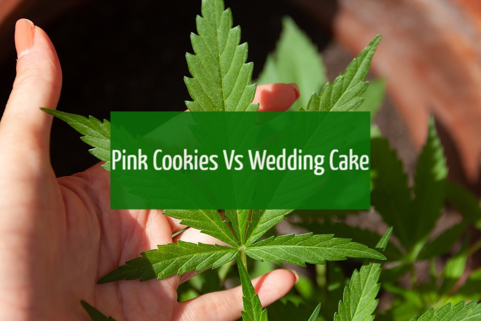 Pink Cookies Vs Wedding Cake