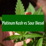Platinum Kush Vs Sour Diesel