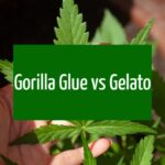 Gorilla Glue vs Gelato