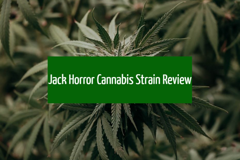 Jack Horror Cannabis Strain Review