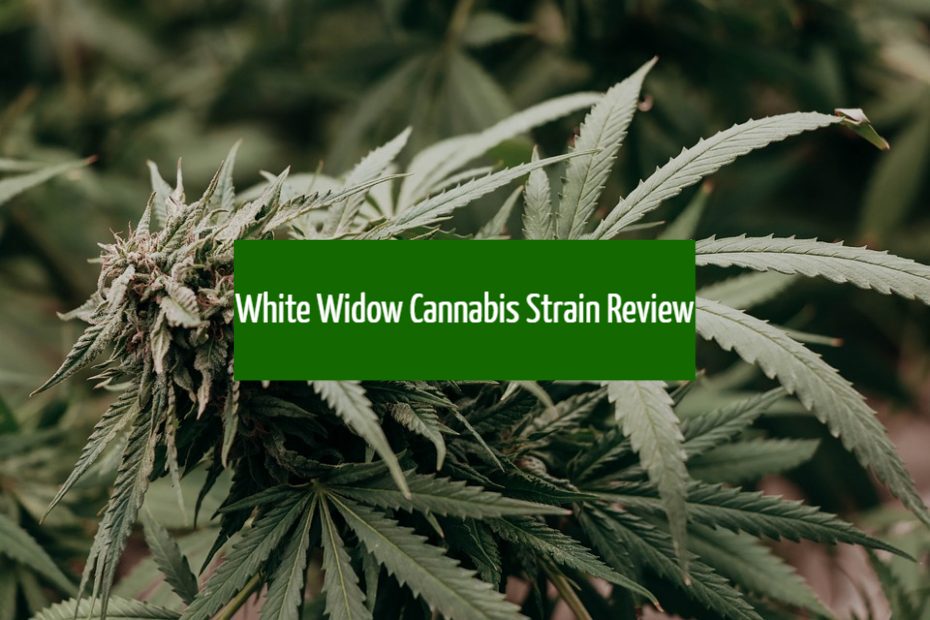 White Widow Cannabis Strain Review