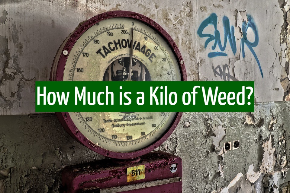 How Much is a Kilo of Weed?