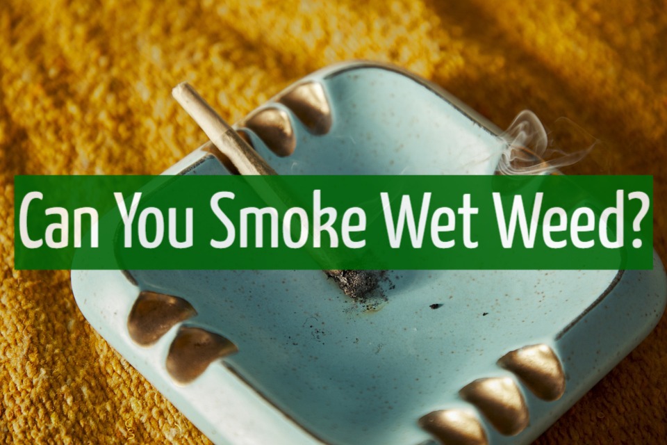 Can You Smoke Wet Weed?