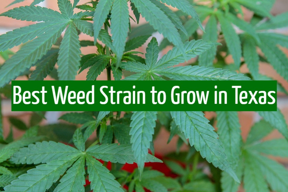 Best Weed Strain to Grow in Texas