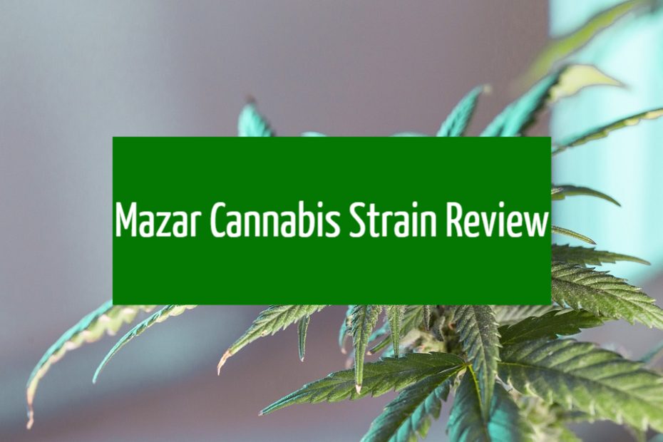 Mazar Cannabis Strain Review
