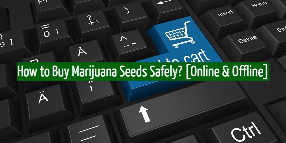 How to Buy Marijuana Seeds Safely