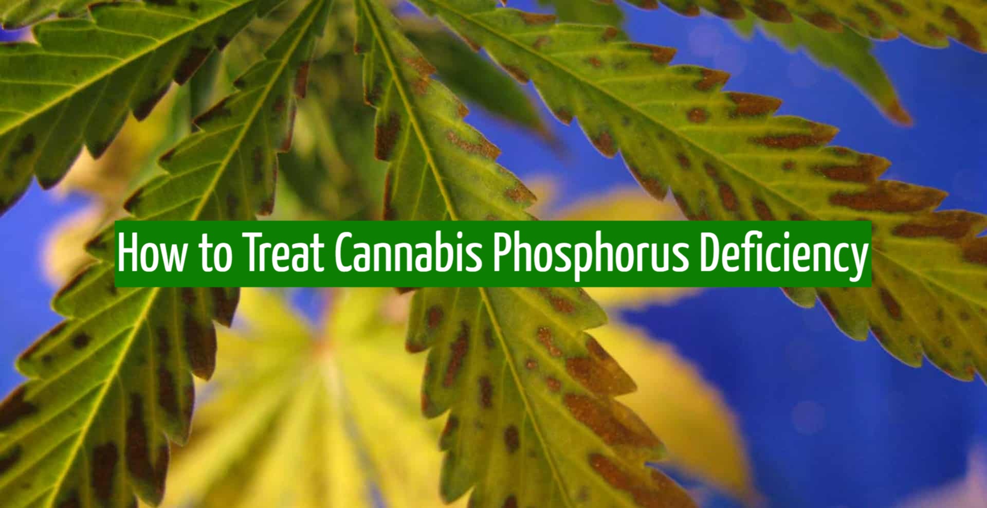 How to Treat Cannabis Phosphorus Deficiency - JahCool