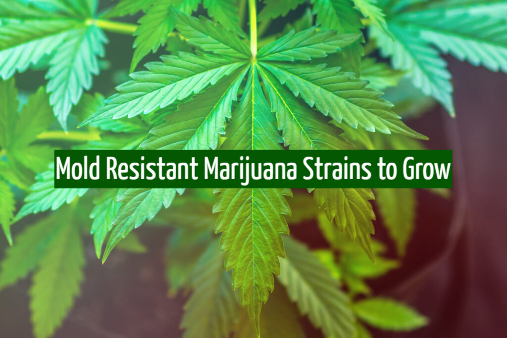 10 Mold Resistant Marijuana Strains to Grow