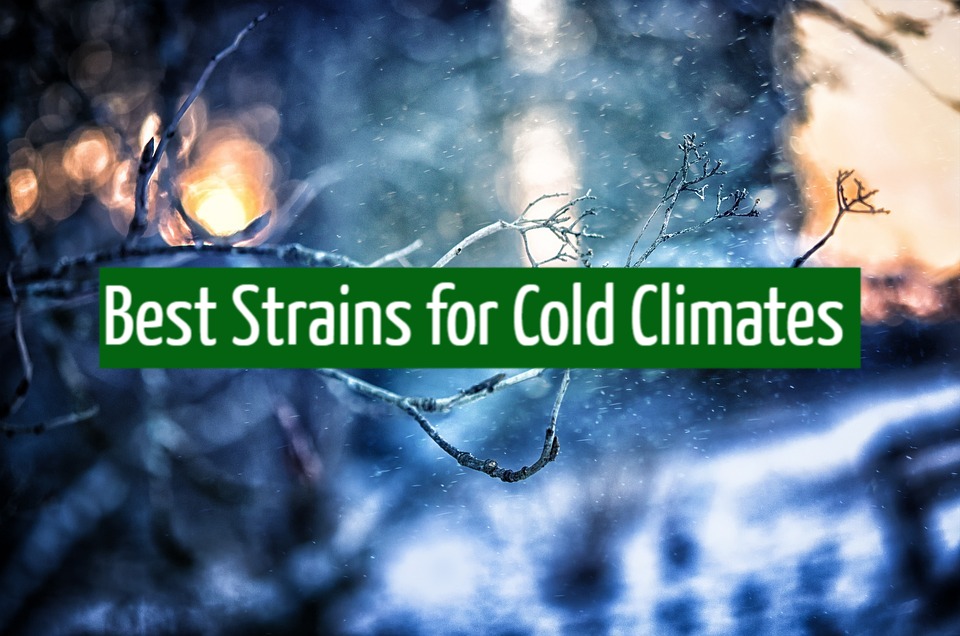 Best Strains for Cold Climates 