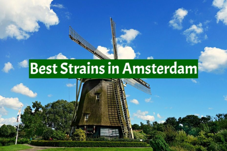 Best Strains in Amsterdam