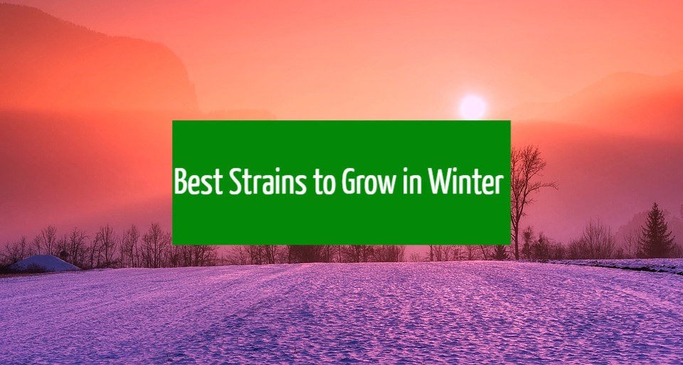 Best Strains to Grow in Winter 
