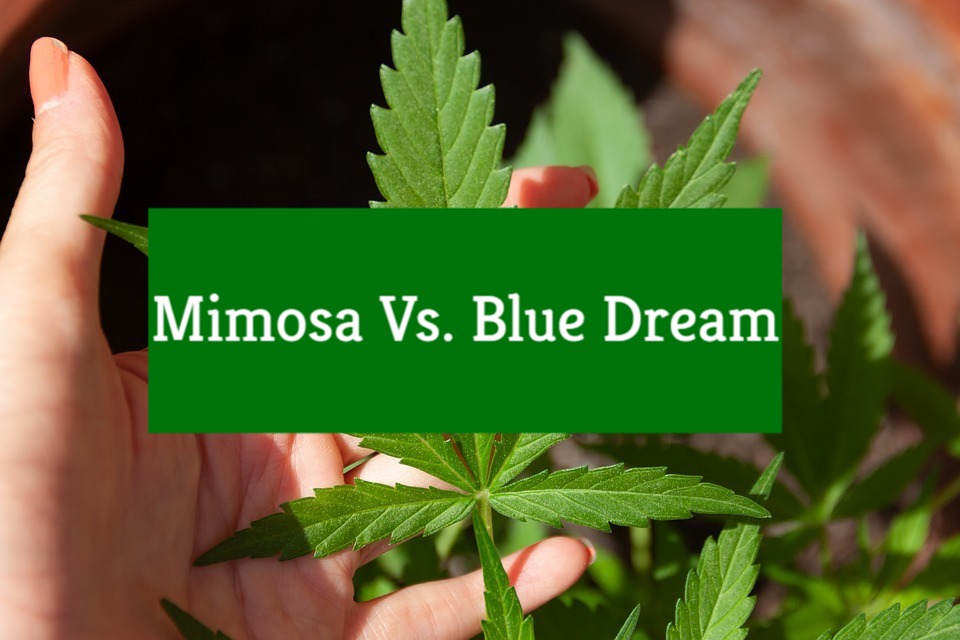 Mimosa Vs. Blue Dream