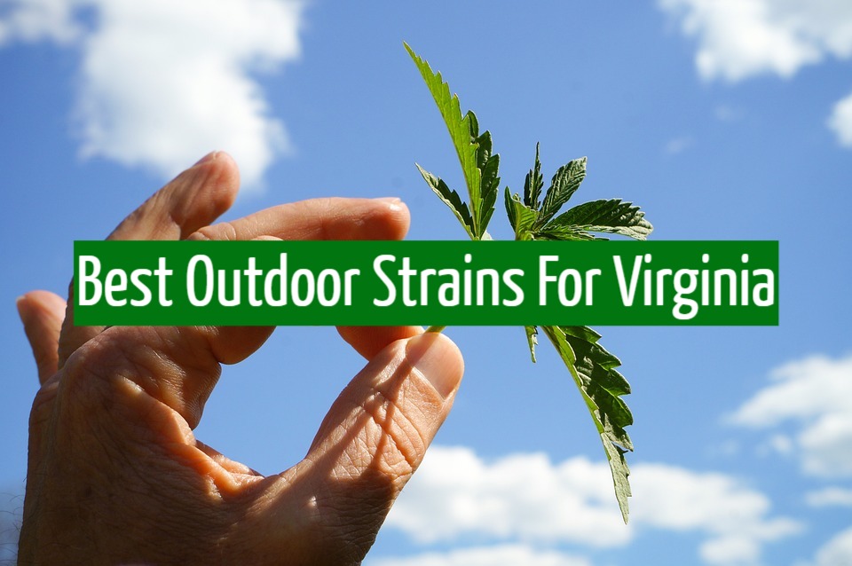 Best Outdoor Strains For Virginia