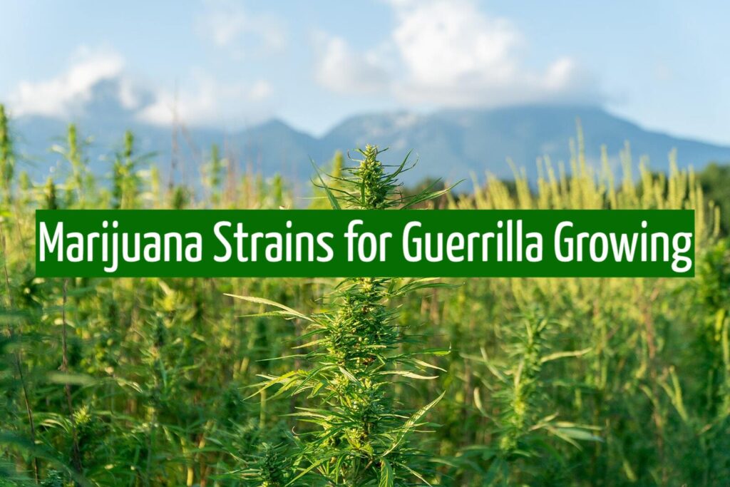 Marijuana Strains for Guerrilla Growing