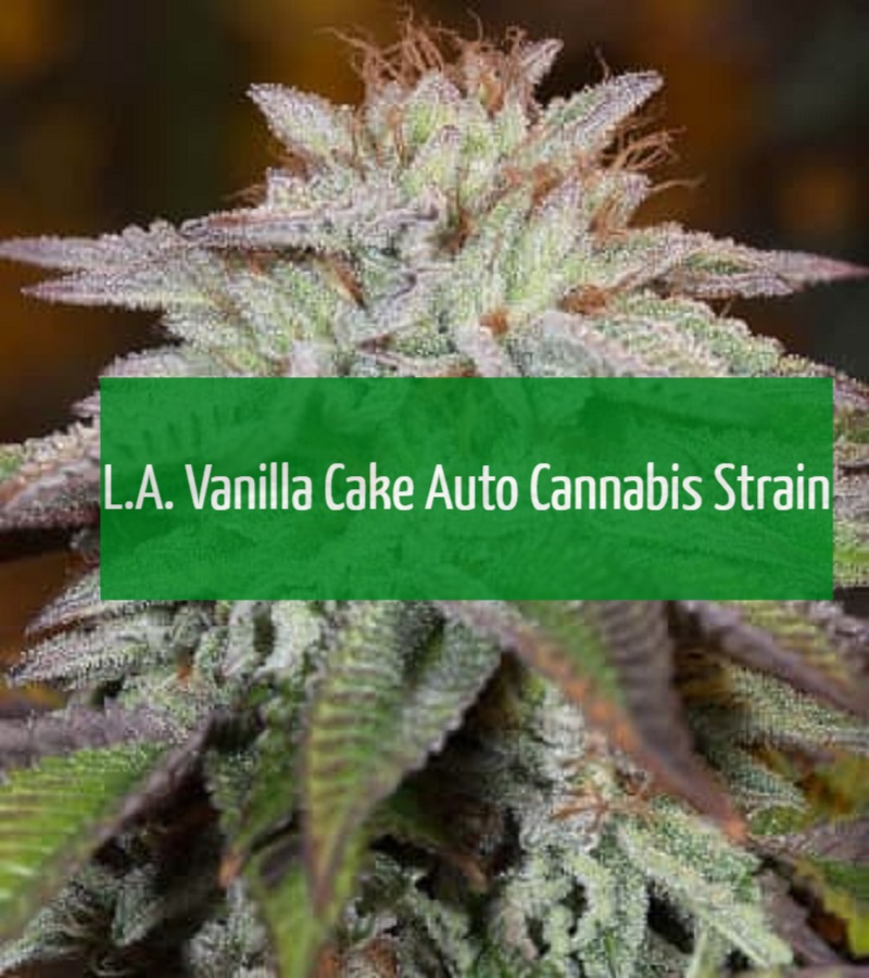 L.A. Vanilla Cake Auto Cannabis Strain