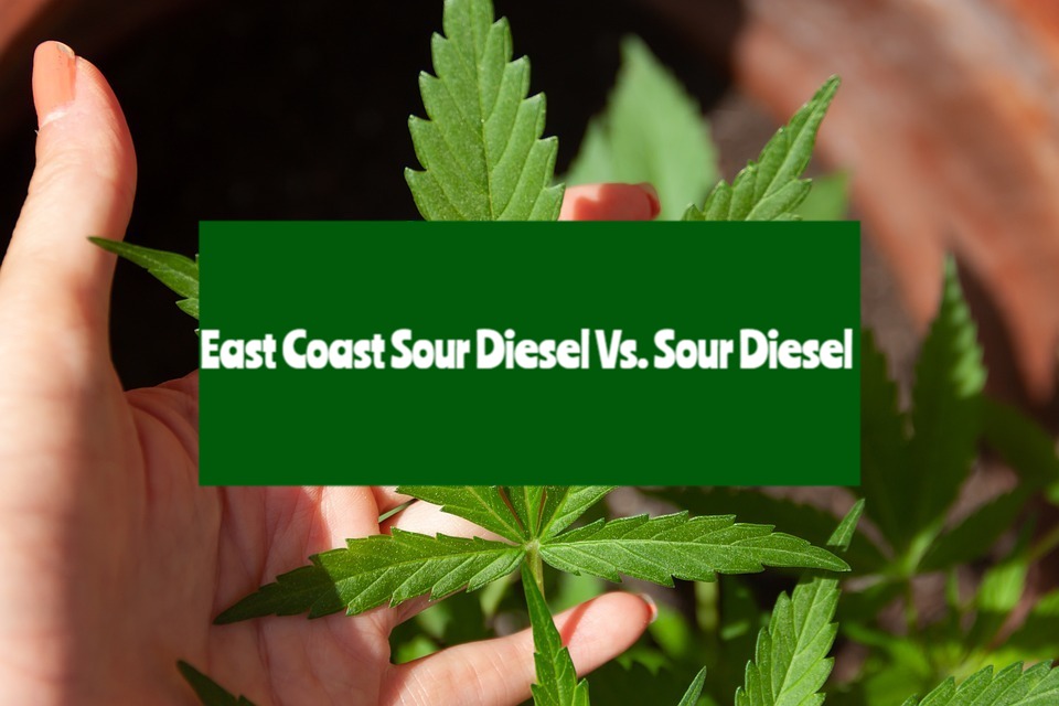 East Coast Sour Diesel Vs. Sour Diesel