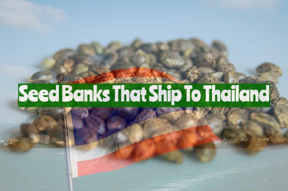Seed Banks That Ship To Thailand