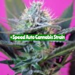 +Speed Auto Cannabis Strain
