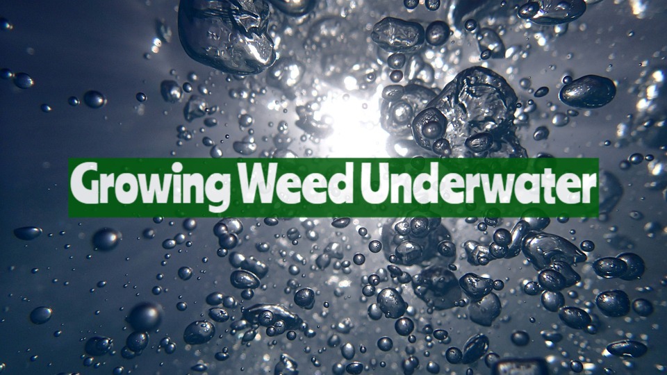 Growing Weed Underwater
