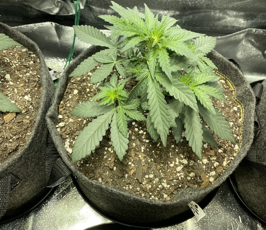 3 Week Old Autoflower Here s How Do They Look JahCool