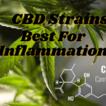 Which CBD Strain is Best for Inflammation