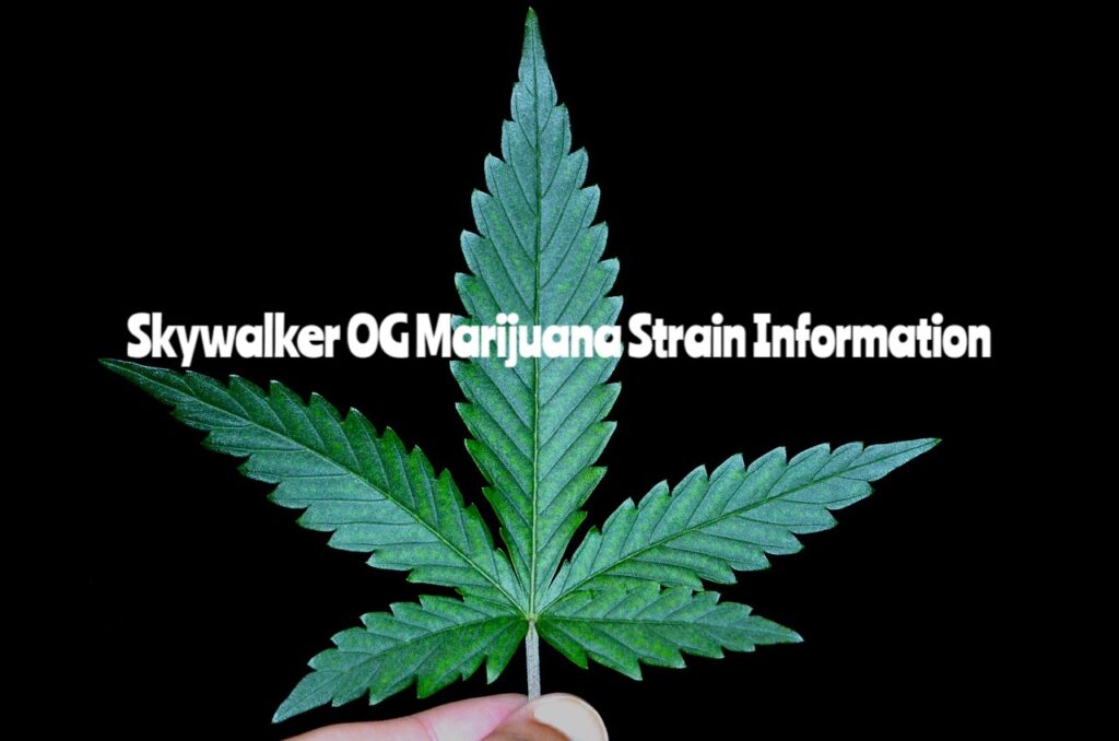 Skywalker OG Marijuana Strain Information
