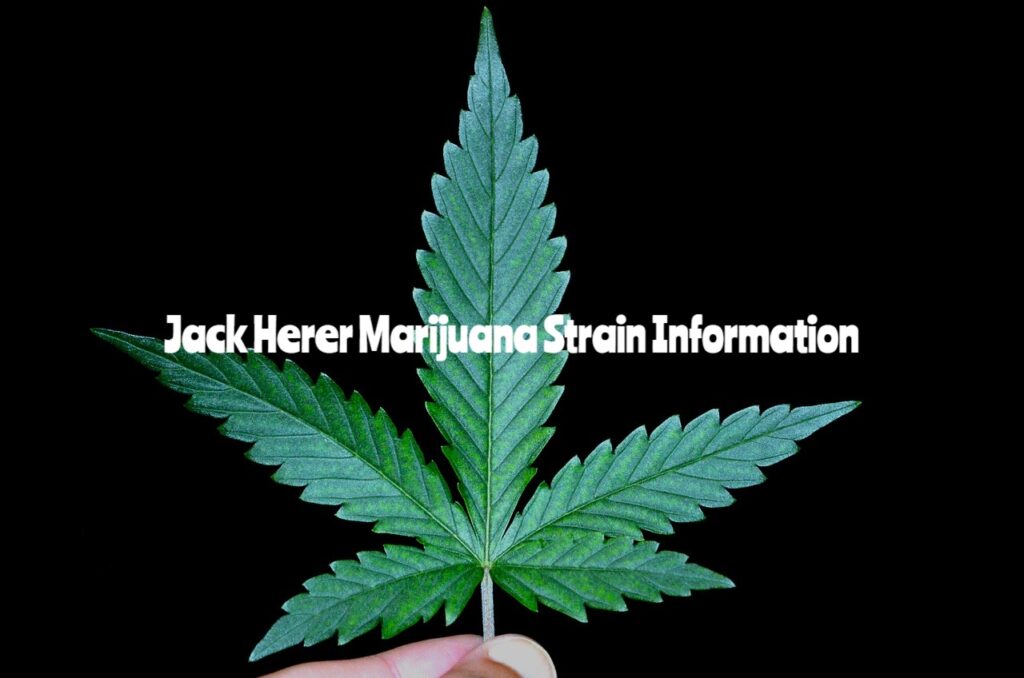Jack Herer Marijuana Strain Information