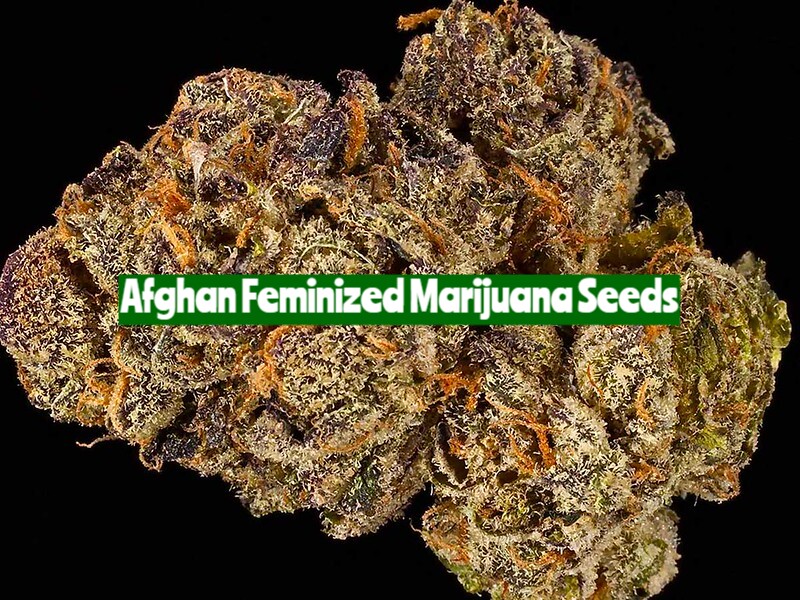 Afghan Feminized Marijuana Seeds
