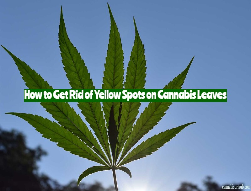 How to Get Rid of Yellow Spots on Cannabis Leaves