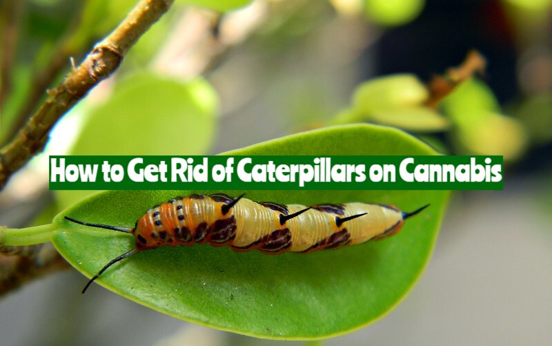 How to Get Rid of Caterpillars on Cannabis