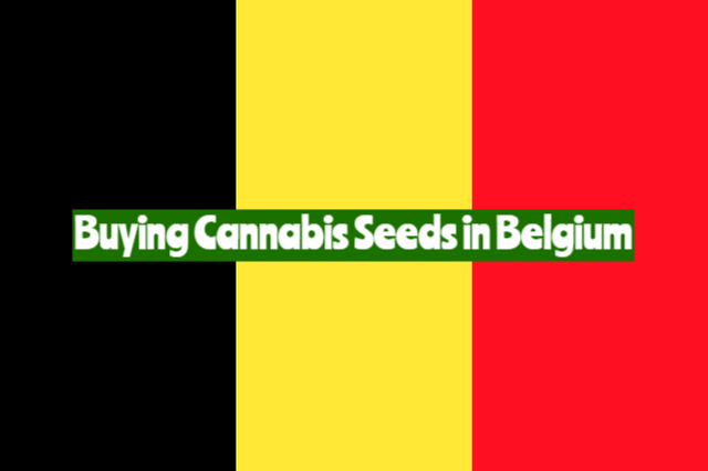 Buying Cannabis Seeds in Belgium