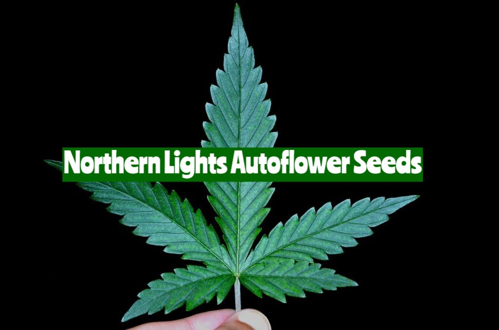 Buy Northern Lights Autoflower Seeds
