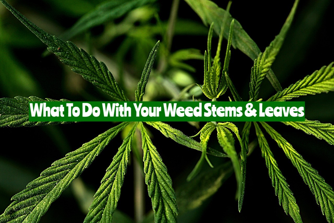 What To Do With Your Weed Stems & Leaves - JahCool