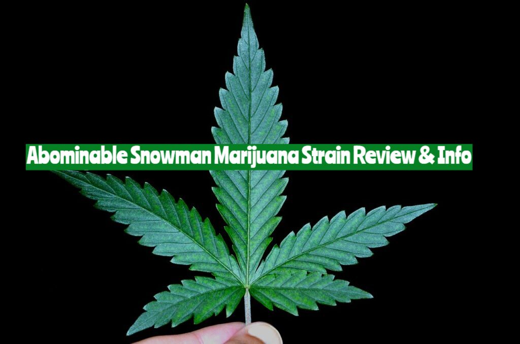 Abominable Snowman Marijuana Strain Review