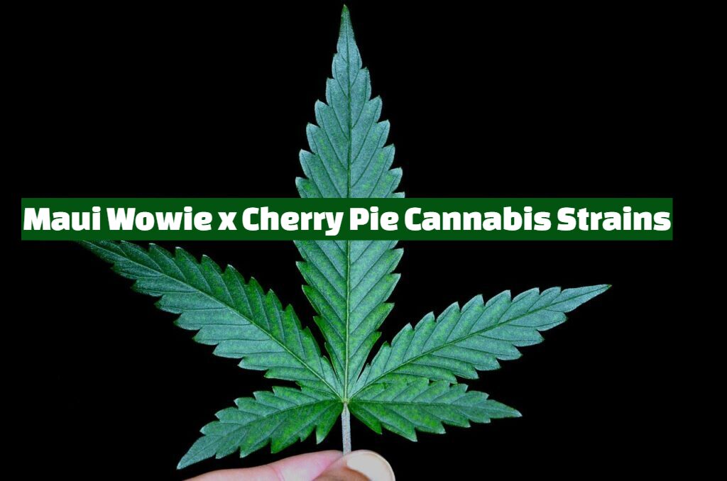 Maui Wowie x Cherry Pie