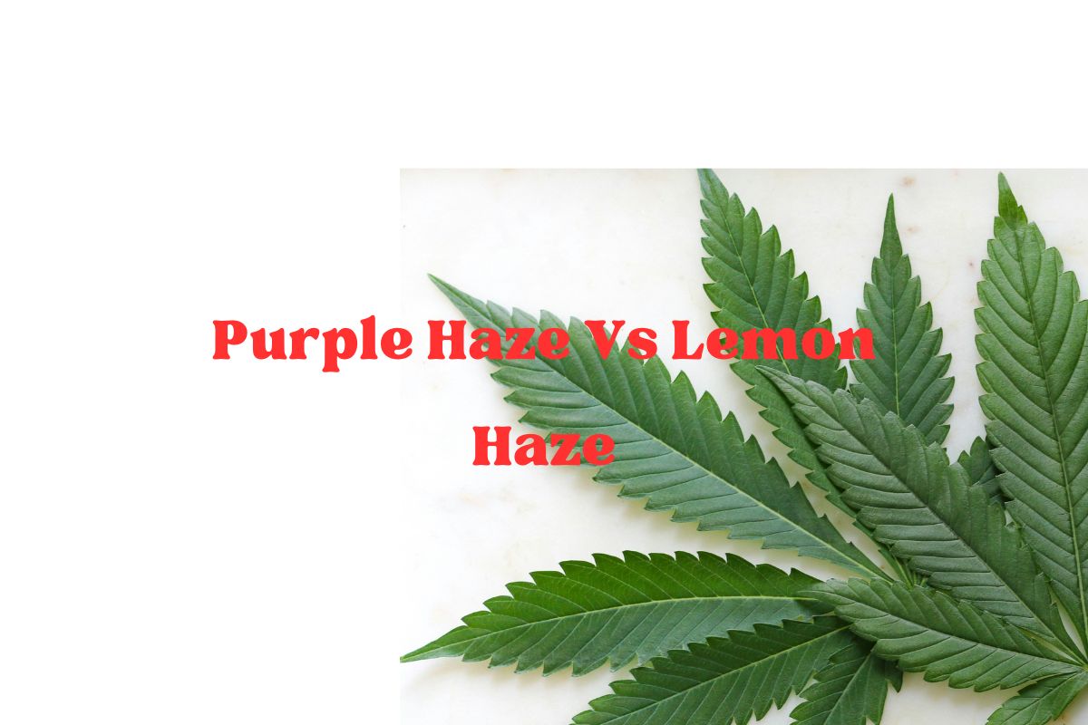 Purple Haze Vs Lemon Haze