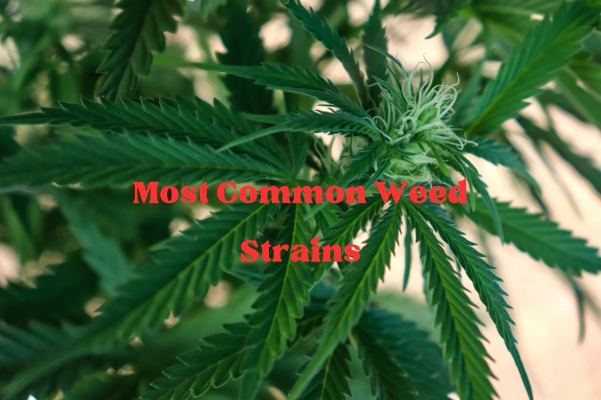 Most Common Weed Strains