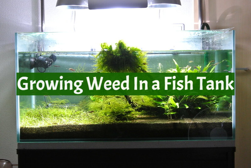 Growing Weed In a Fish Tank
